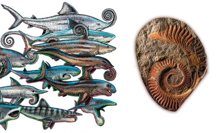 «Древние, как мир»: ископаемые рыбы-монстры