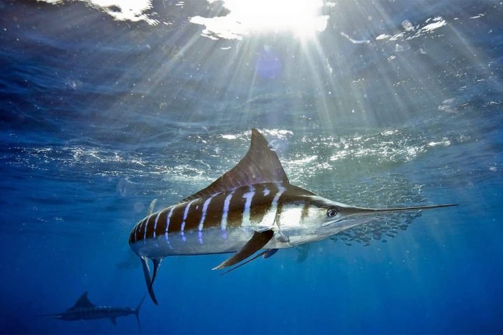 «Щедрый улов»: топ 7 самых больших рыб