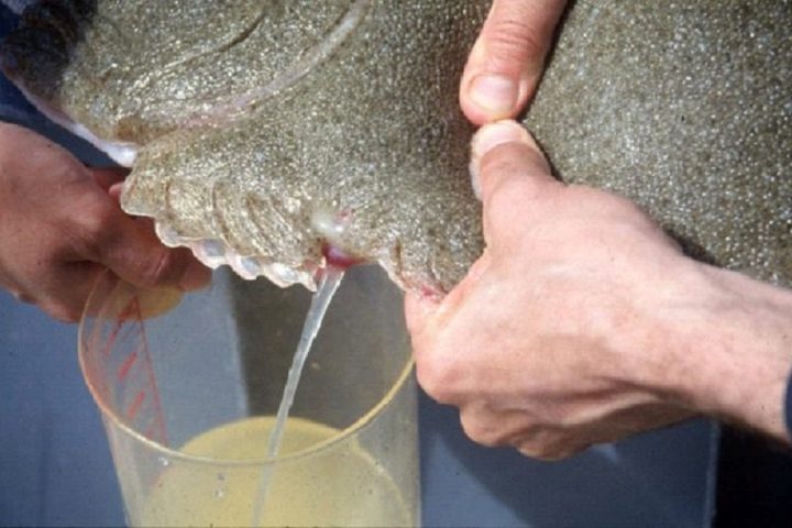Калкан – самая вкусная рыба Черного моря