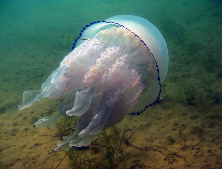 Корнерот (лат. Rhizostoma pulmo) – самая крупная медуза Черного моря.