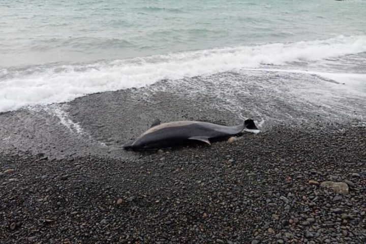 Битва за хамсу, или Почему погибают дельфины?