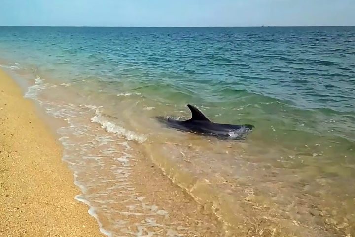 Битва за хамсу, или Почему погибают дельфины?